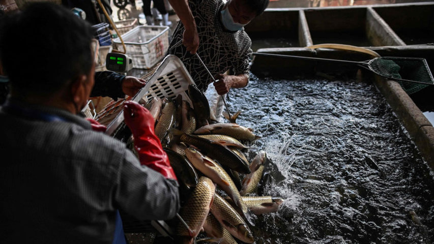 عمال يفرغون الأسماك في سوق بايشازو بـ"ووهان" في مقاطعة هوبي الصينية (أ.ف.ب)