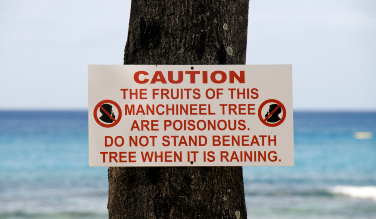 إشارة منع لإقتراب من شجرة المنشينيل
