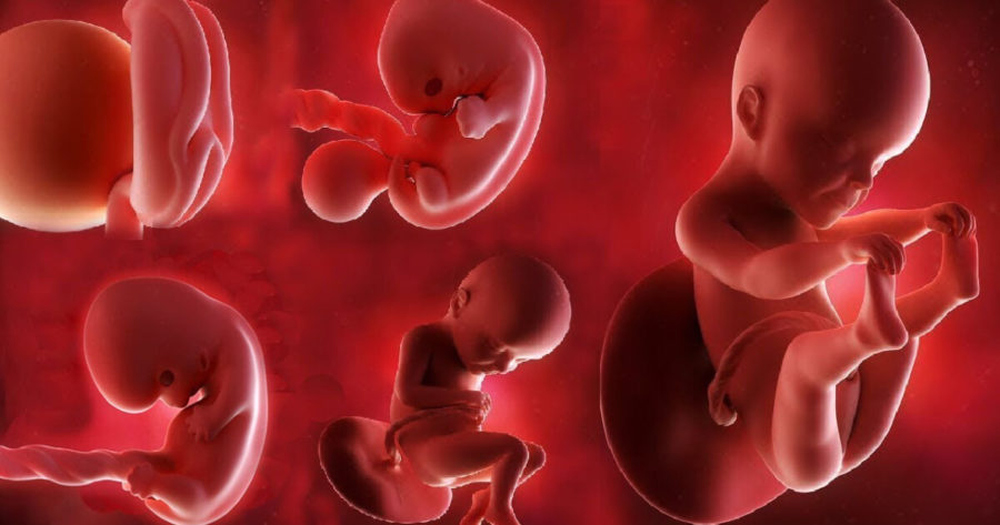 مراحل نمو وتطور الجنين