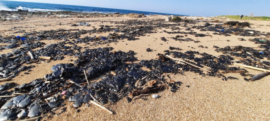كارثة التسرب النفطي على شاطىء صور.. مسح للكهوف بإنتظار نتائج فحوصات التلوث