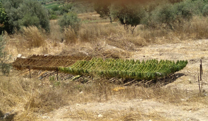 زراعة التبغ في جنوب لبنان