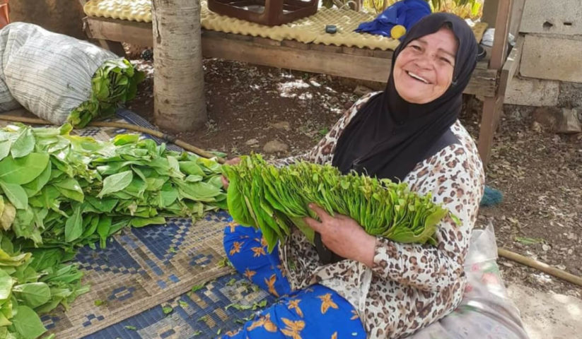 زراعة التبغ في جنوب لبنان