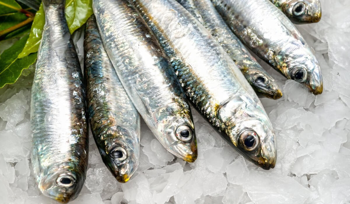 سمك السردين، غني بـ"الأوميغا 3"، إذ يقلل مستويات الدهون الثلاثية ويزيد مستوى الكوليسترول المفيد في الدم. 
