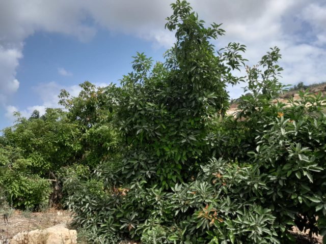 الافوكادو في الجنوب