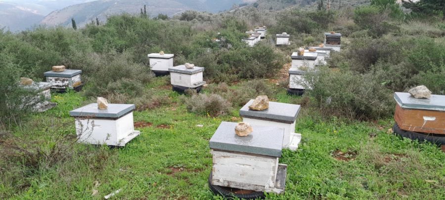 تربية النحل في القرى الحدودية