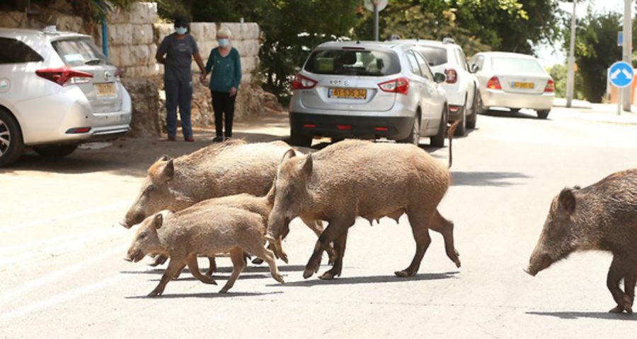 Pigs in Haifa (EPA)