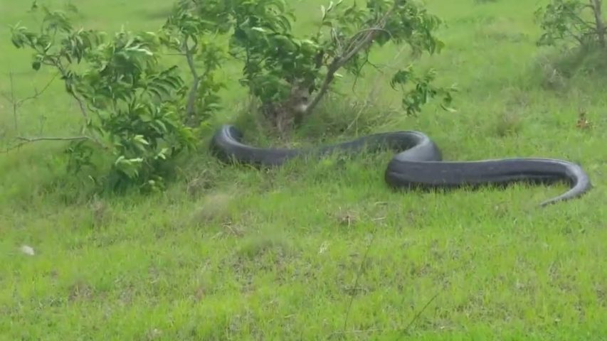 Huge Snake