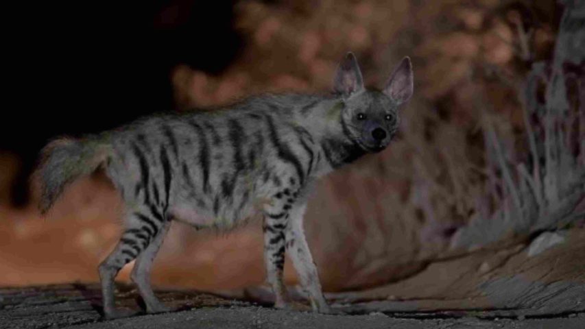 Striped hyena North Palestine