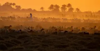 iraq
